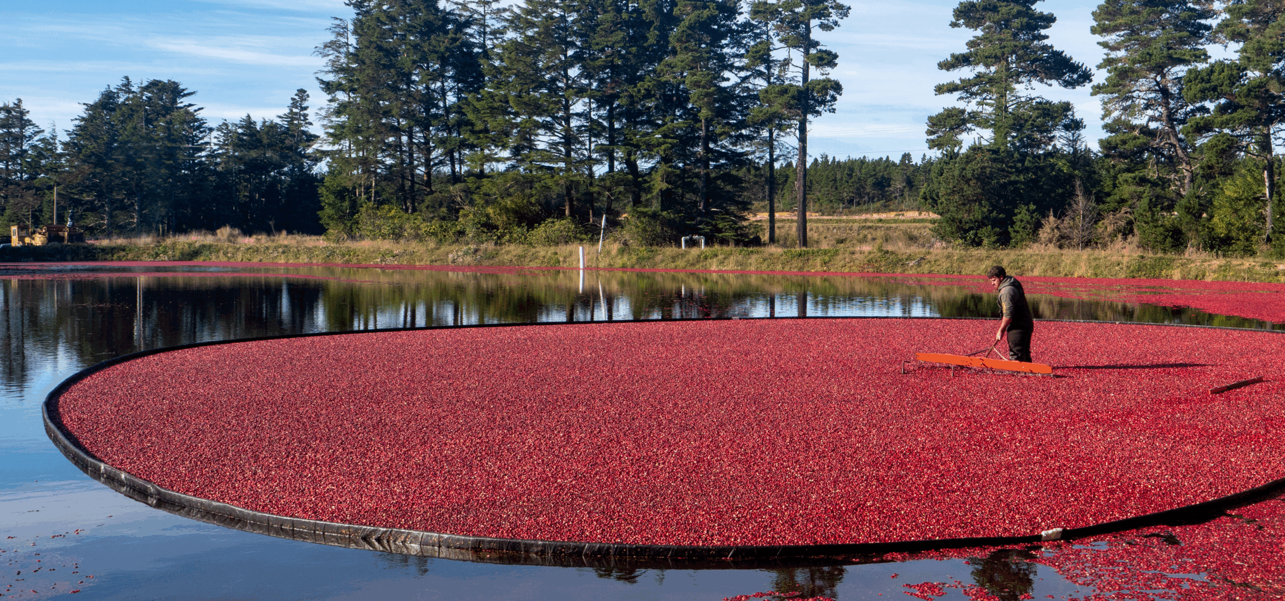 warrens cranberry festival